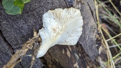 Pleurotus pulmonarius