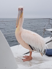 Pelecanus onocrotalus