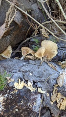 Pleurotus pulmonarius