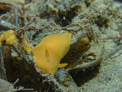 Doriopsilla carneola