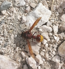 Delta unguiculatum