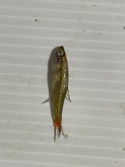 Rasbora borapetensis