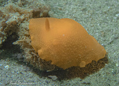 Doriopsilla carneola