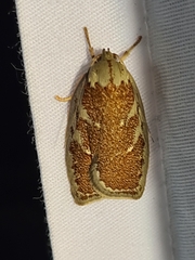 Euchaetis rhizobola