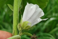 Althaea officinalis