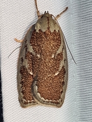 Euchaetis rhizobola