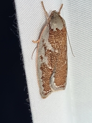 Euchaetis rhizobola