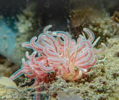 Phyllodesmium serratum