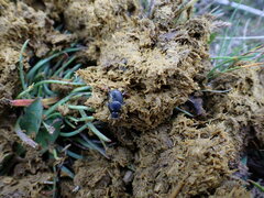 Onthophagus taurus