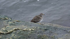 Calidris maritima