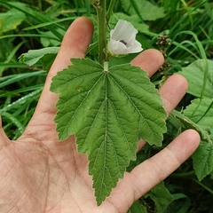 Althaea officinalis