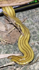 Bipalium nobile