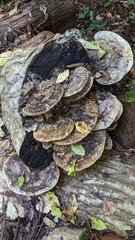 Trametes elegans