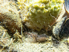 Palaemon intermedius