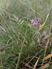 Astragalus austriacus