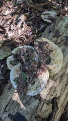 Trametes elegans