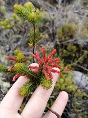 Erica abietina