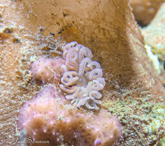 Phyllodesmium serratum