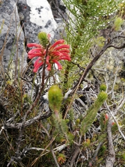Erica abietina