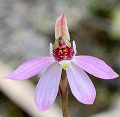Caladenia pusilla