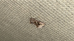 Chrysodeixis eriosoma