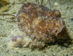 Thysanozoon brocchii