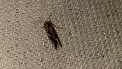 Chrysodeixis eriosoma