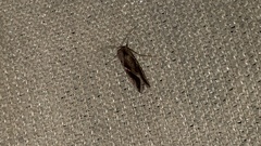 Chrysodeixis eriosoma