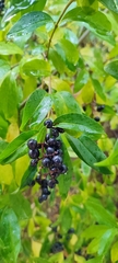 Ligustrum vulgare