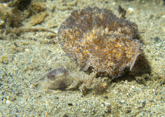 Thysanozoon brocchii