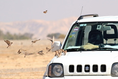 Bucanetes githagineus