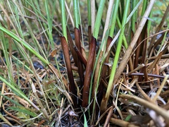 Juncus laccatus