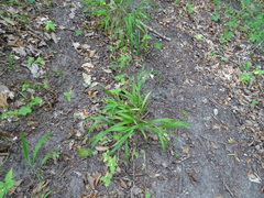 Brachypodium sylvaticum