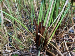 Juncus laccatus