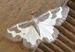 Lomaspilis marginata