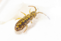 Isotomurus maculatus