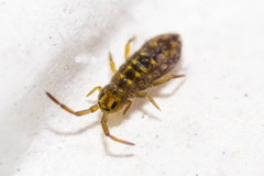 Isotomurus maculatus