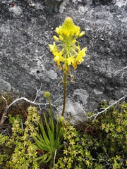 Bulbine abyssinica