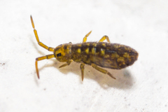 Isotomurus maculatus