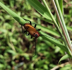 Euryphagus maxillosus