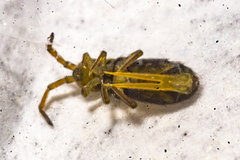 Isotomurus maculatus