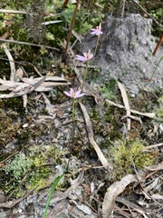Caladenia pusilla