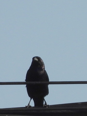 Molothrus rufoaxillaris