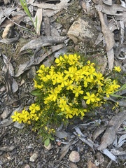 Hibbertia exutiacies