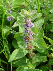 Mentha arvensis