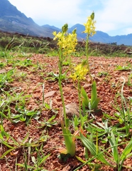 Bulbine praemorsa