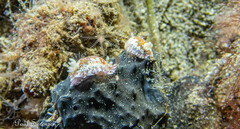 Chromodoris alternata