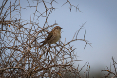 Chrysococcyx basalis