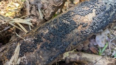 Rosellinia