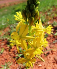 Bulbine praemorsa